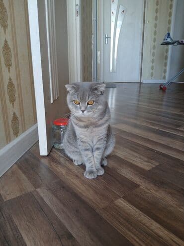 pişik cütleşdirmek: Şotland yastı qulaq, Erkək, Cütləşmə üçün — 6