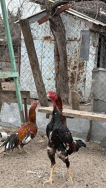 Heyratı xoruzu satılər hündür olan yaşı tamam olmuyub heç 10 aylıqında lalafo.az -da Heyratı xoruzu satılər hündür olan yaşı tamam olmuyub heç 10 aylıqında