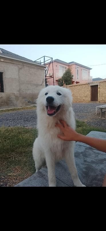 afçarka satılır: 8 ay, Dişi, Peyvəndli, Ünvandan götürmə — 3