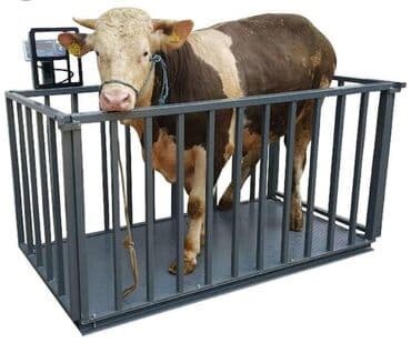 Heyvanlar üçün hazırlanmış bu metal tərəzi iri buynuzlu heyvanların