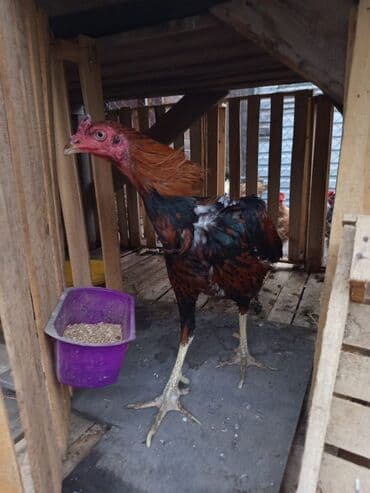 arpa toxumu satışı: Heyratı xoruz satılır 8-ayliqdi 60 AZN satılırbarterdə olunur — 4