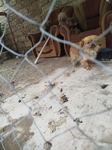 qurd basar iti: Pekines — 3