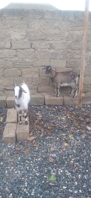 südlük inək cinsləri: Məhsul: 2 baş cırtdan keçi (balalı) - Növ: cırtdan/mini keçi - Sayı — 4