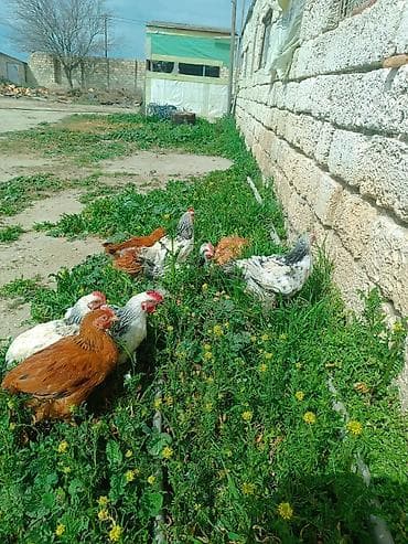 toyuq cucesi: Toyuq, Damazlıq, Ödənişli çatdırılma — 3