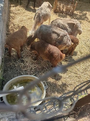 goyercin berde type 0: Cavan ana balla qoyunllardi hec bir diwi tukulmuyub yunllarda — 1
