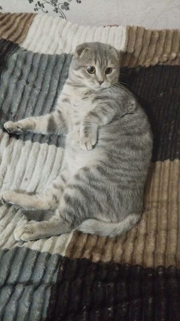 шотландские вислоухие коты: Şotland yastı qulaq — 2