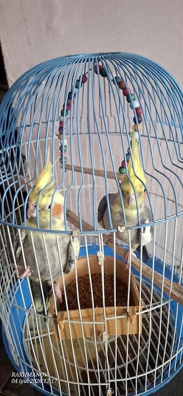 quslar: Karella qușu Tam cute hazr quwlardi oxuyandilar qefes qarwg 75 — 3