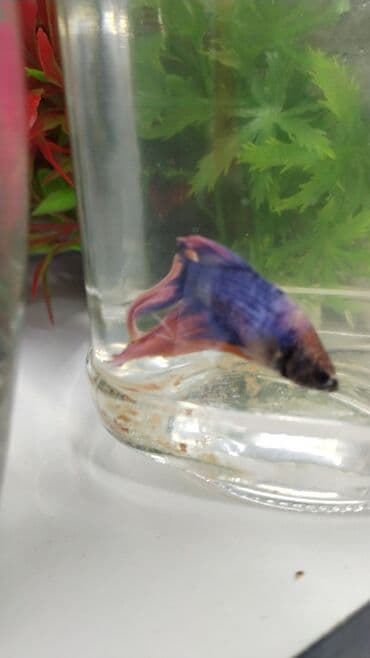 Betda baliglari 10azn Akvarium baliglarinin satiwi 🦈 Danio baligi