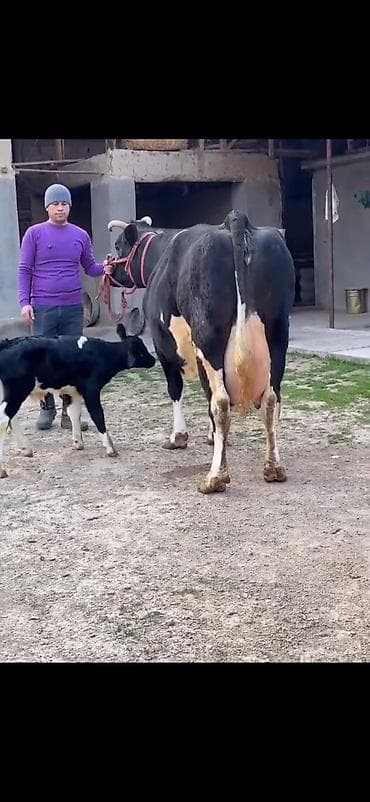 Südlük inək və balası - Cins: qara‑ağ (Holştin tipli) süd istiqamətli