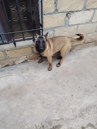 pomeran itleri: Belçika Malinua (Belgian Malinois) – gözətçi/iş iti - Cins: Belçika — 3