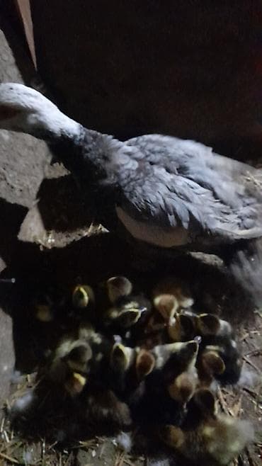 ördək balası: 16 dene ördək balası 1Ana ördək Lavanda zümrüdü krasnadar balalar — 10