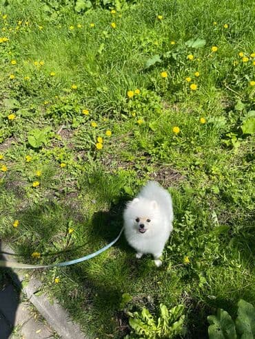 отдам в добрые руки шпица: Təmiz cins Pomeranian Spitz balası. Doğum tarixi: 12.11.2024. Çipli — 3