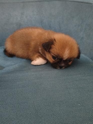ağ afcarka: Pekines, 3 ay, Ünvandan götürmə — 2