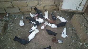 İtlər: Salam 24.25 qusdu hamsi tam saglamdi hopdum biri 2 manatdan bos bos — 2