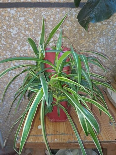 Хлорофитум