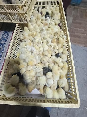 desmallar instagram: Cücələr — 4