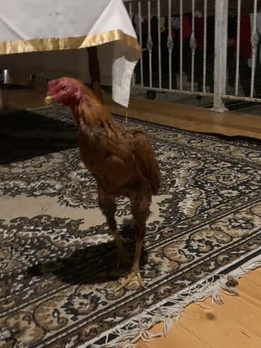 Akvariumlar: Xoruz, Ağdam, il: 1 — 4