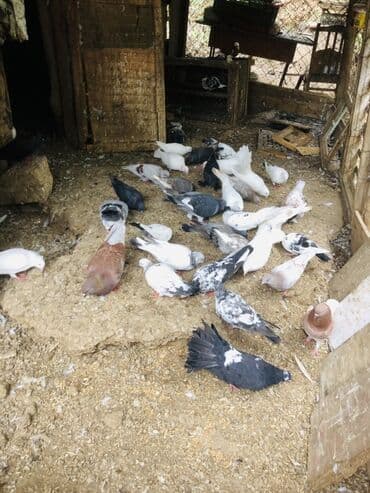 geref quşu: Müxtəlif rənglərə və naxışlara malik ev göyərçinləri mövcuddur. Onlar — 8