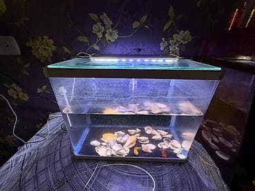 akvarium lampa: LED işıqlı şüşə akvarium - Material: şəffaf şüşə korpus, üstündə şüşə — 2