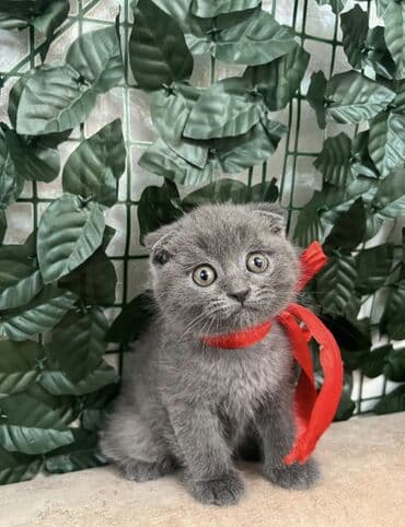 100 ile 400 arasi cins saf qan saqlam pisiklerimiz var sekilde olmayan