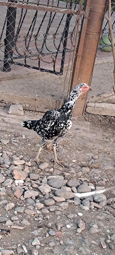 volkodav satilir: Heyratı xoruz və toyuq 1-yarımlıq harasa aparılıb döyüşdürülməyib — 3