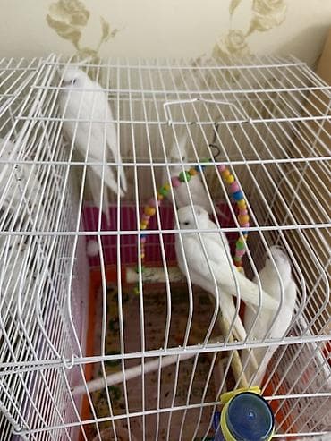 ev qus: Ağ rəngli nimfa tutuquşuları (Cockatiel) – bir qəfəsdə bir neçə fərd — 1