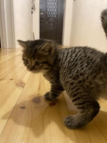 pişik qabı: Britan, Erkək, Yaxşı əllərə — 2