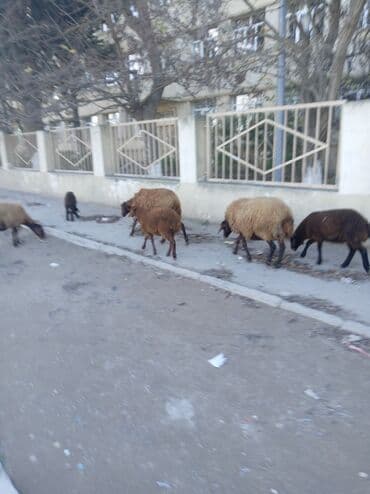 Аквариумы: Qoyun sürüsü – yerli ətlik/yunlu istiqamət - Şəkillərdə müxtəlif — 7