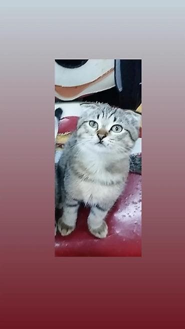 Gəmiricilər: Şotland yastı qulaq, Erkək — 1