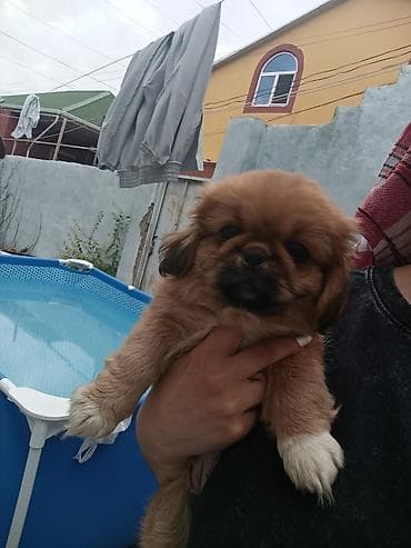 coban itlər: Pekines — 6