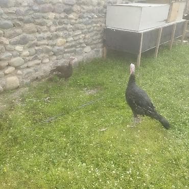 Kənd təsərrüfatı quşları: Erkək, Damazlıq — 4