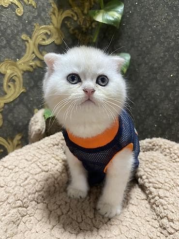 pisik esyalari: Şotland yastı qulaq — 3