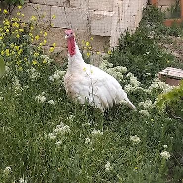 saanen kecisi satilir: Erkək, Kanada, Damazlıq, Ödənişli çatdırılma — 2