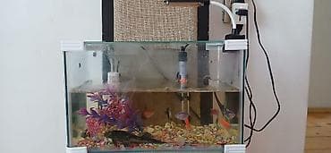 Akvaryum komplekti - Şüşə akvaryum, düzbucaqlı forma, təxminən orta