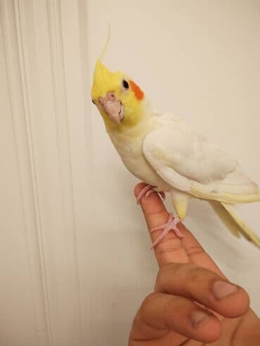 qarğa satışı: Korella Tutuquşu satılır Salam Adı lilla Tam el qusudur Dislemir — 3