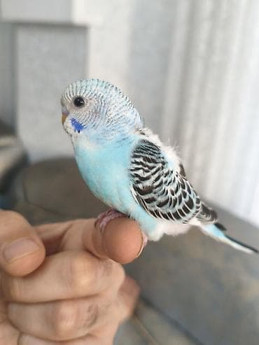 danışan quşlar: 3 ədəd bala quşlar, yeni yuvadan çıxıblar, artıq yem yeyirlər, ələ — 4