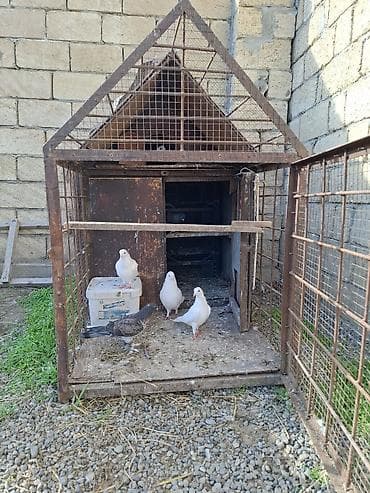 Quşlar: Dəmir karkaslı quş qəfəsi/peykan - Material: tam metal karkas, tor — 4