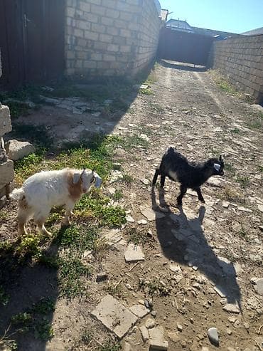 Keçilər, çəpişlər: Tam saqlam ekiz balali kecidi 3 ayliq balalardi Unvan Ceyranbatan Real — 2