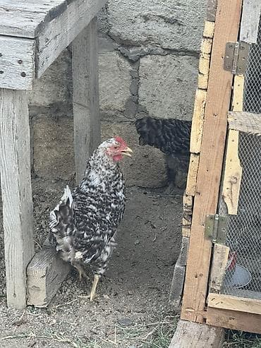 kend toyugu: Toyuq, Yumurtalıq — 2