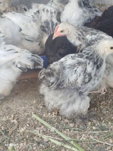 cuce satişi: Müxtəlif rəngli və növlü cücələr satılır. Sağlam və güclü cücələrdir — 10