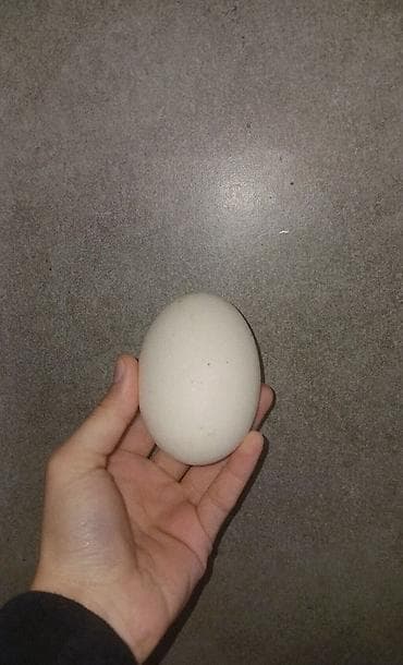 qaz sociki: Qaz yumurtaları ENDİRİM VAR - Təbii şəraitdə saxlanılan hindquşlardan — 2