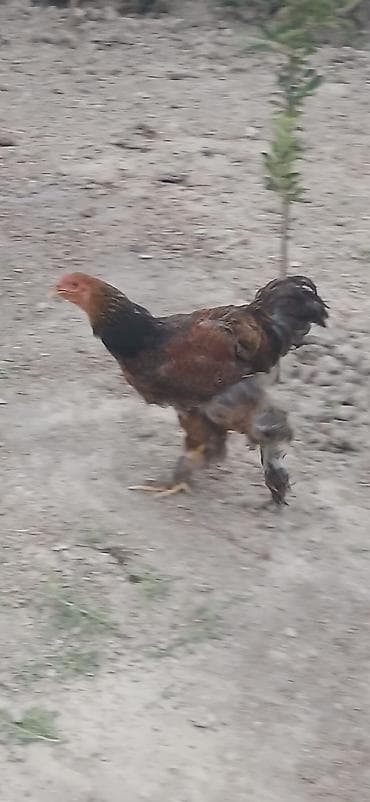 setter it cinsi: Satılır: lələkli ayaqlı yerli toyuq-xoruzlar (Brahma tipli) — 6