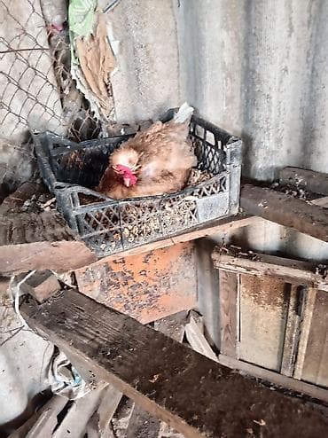 toyuq setkası: Toyuq, Yumurtalıq — 1