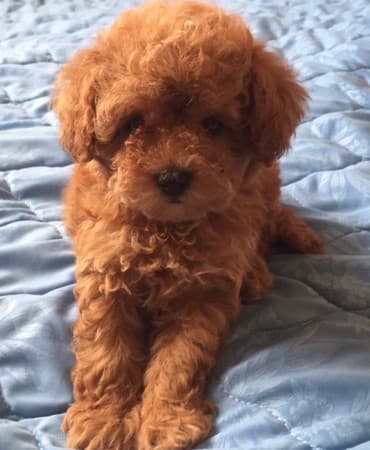 Akvariumlar: Пудель (Pudel) (Poodle) Щенки пуделя. Документы FCI.Будут привиты по — 4