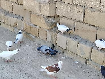qaz ördək satışı: Salam aleykum tergitme quşlardi 40 olar içinde 5 6 saat ucanlar var — 8