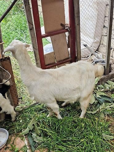 Məhsul: Ağ rəngli ana keçi satılır. - Cins: Yerli (südlük