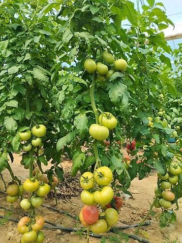 kovralit satisi: HÜKÜMDAR F1 – Pembe domates (pomidor) Toxumları SATILIR tam serfikatli — 4