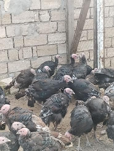 tovuz quşu: Məhsul: Hind toyuqları (xəzdək) Təsvir: - Qara və qəhvəyi tonlarda — 4