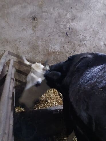 Toyuqlar: Qısırdı balası yoxdu - Cins tipi: qara-ağ (yerli südlük istiqamət) - — 4