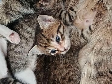 pişik sortları: Tabbi, Erkək — 2